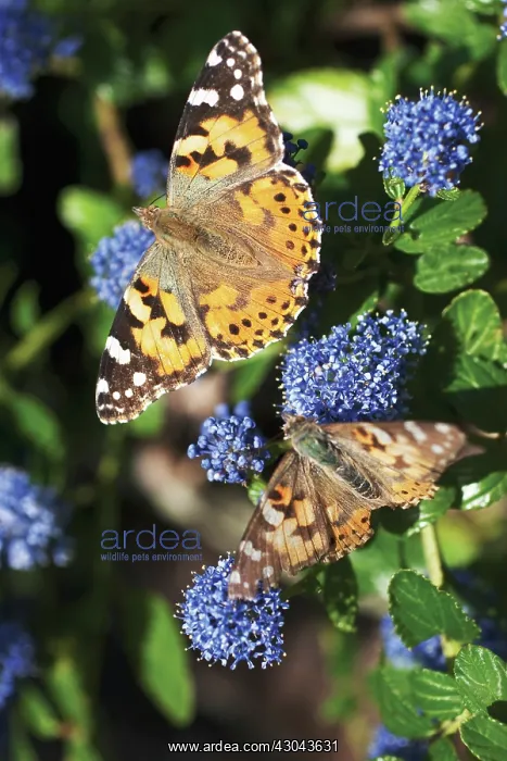 : CalifornianLilac : CalifornianLilac