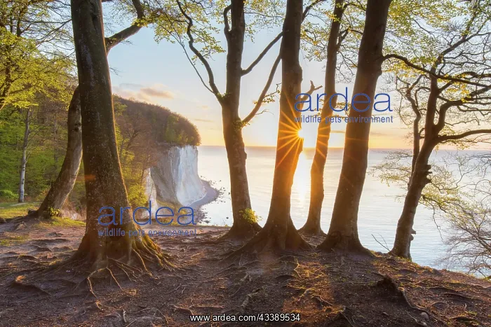 : Calk cliffs morning : Calk cliffs morning
