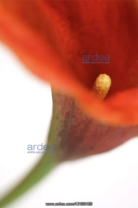 : Calla Lily : Calla Lily