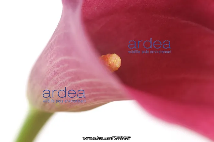 : Calla Lily : Calla Lily