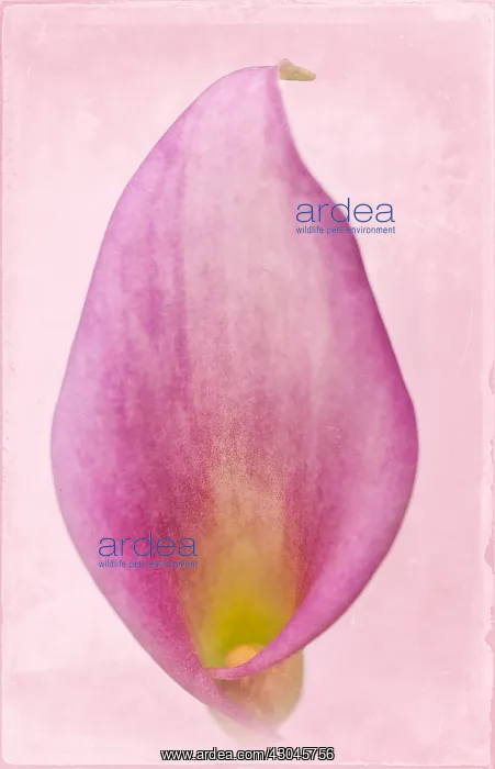 : Calla Lily - Textured Image : Calla Lily - Textured Image
