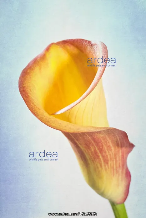 : Calla Lily Textured Image - Norfolk UK : Calla Lily Textured Image - Norfolk UK