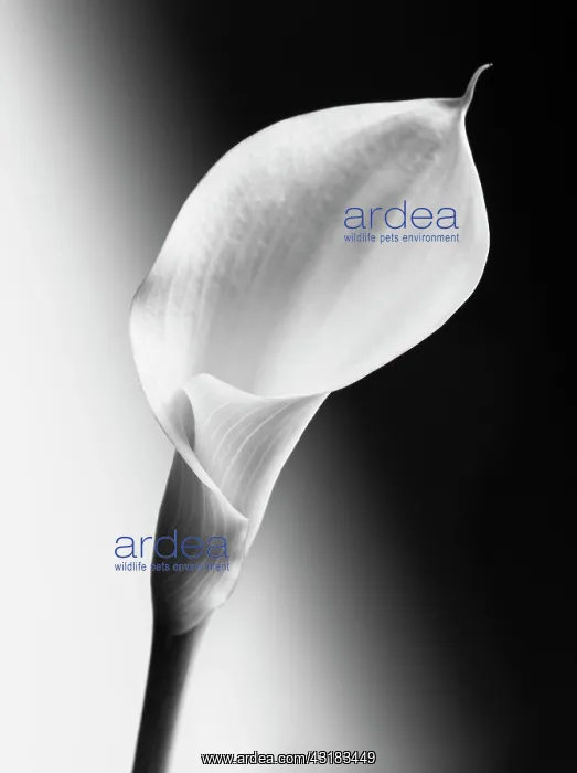 : Calla lily, Zantedeschia, Black and white image : Calla lily, Zantedeschia, Black and white image