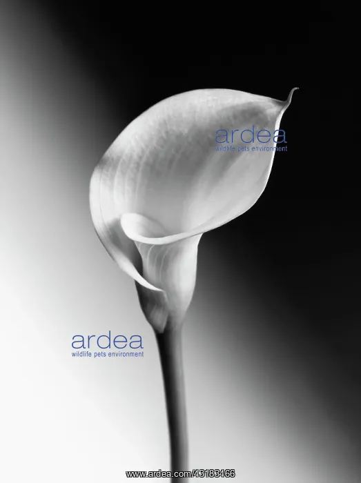 : Calla lily, Zantedeschia, Black and white image : Calla lily, Zantedeschia, Black and white image