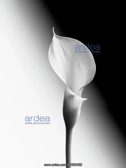 : Calla lily, Zantedeschia, Black and white image : Calla lily, Zantedeschia, Black and white image