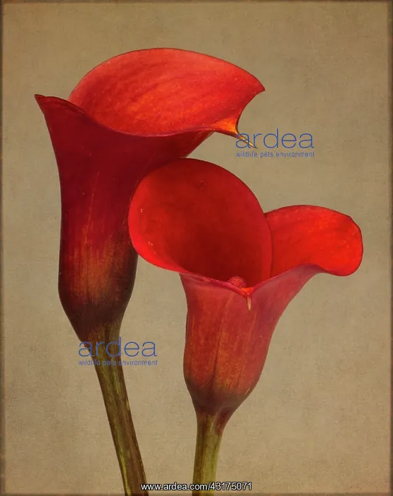 : Calla lily, Zantedeschia rehmannii Mango, Two red flowers : Calla lily, Zantedeschia rehmannii Mango, Two red flowers