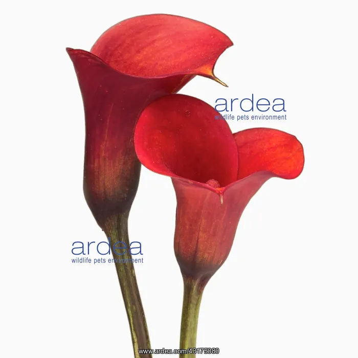 : Calla lily, Zantedeschia rehmannii Mango, Two red flowers : Calla lily, Zantedeschia rehmannii Mango, Two red flowers