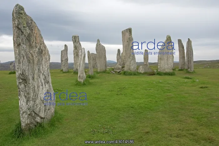 : Callanish Stone Circle : Callanish Stone Circle