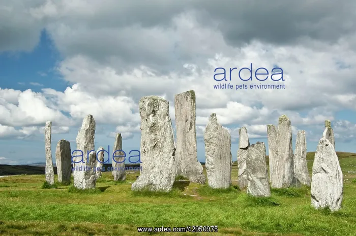 : Callanish Stones : Callanish Stones
