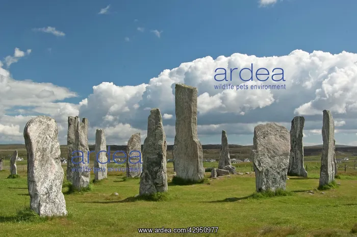 : Callanish Stones : Callanish Stones