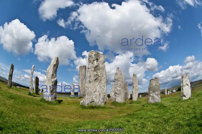 : Callanish Stones : Callanish Stones