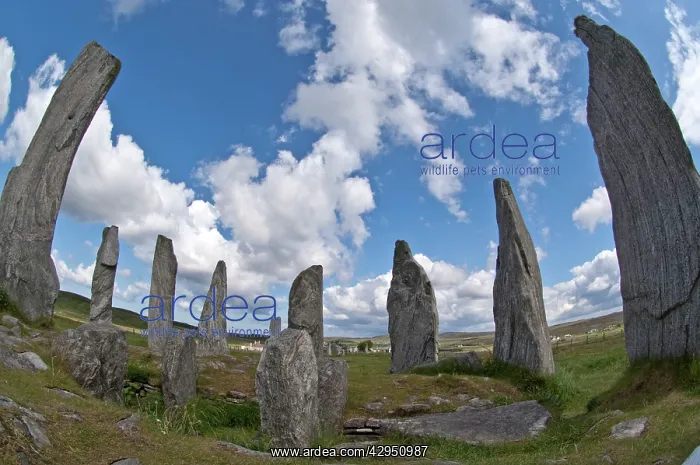 : Callanish Stones : Callanish Stones