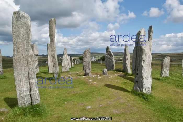 : Callanish Stones : Callanish Stones