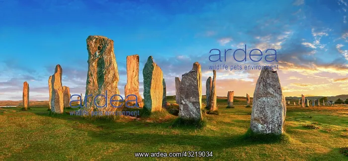 : Callanish Stones, Tursachan Chalanais, neolithic : Callanish Stones, Tursachan Chalanais, neolithic