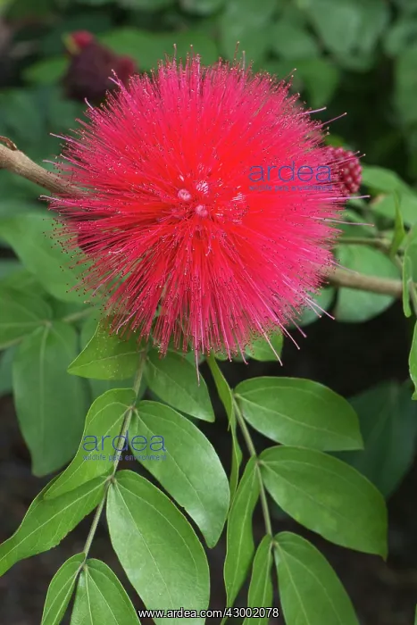 : Calliandra haematocephaia : Calliandra haematocephaia
