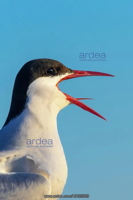 : Calling Arctic tern (Sterna paradisaea), portrait : Calling Arctic tern (Sterna paradisaea), portrait