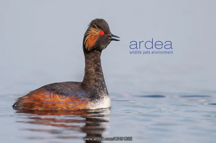 : Calling Black-necked Grebe (Podiceps nigricollis) : Calling Black-necked Grebe (Podiceps nigricollis)