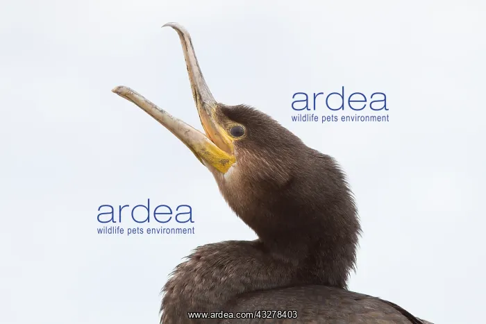 : Calling Cormorant (Phalacrocarax carbo) portrai : Calling Cormorant (Phalacrocarax carbo) portrai