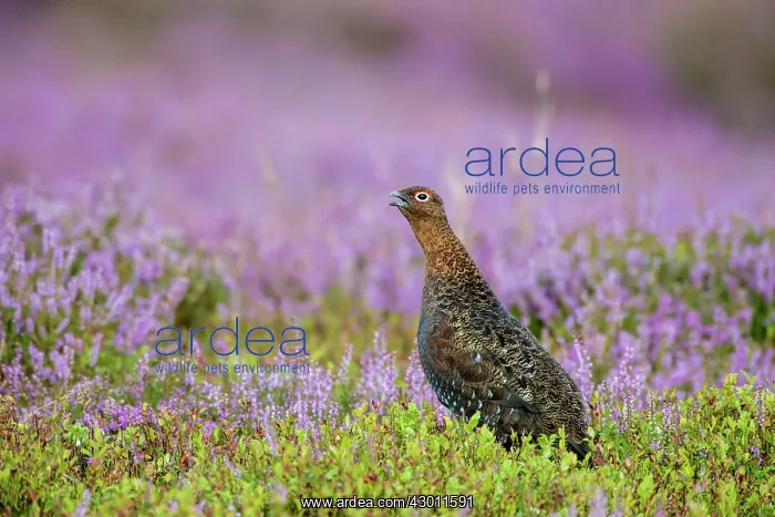 : Calling red grouse : Calling red grouse