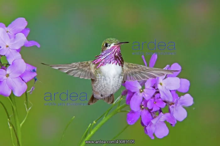 : Calliope Hummingbird : Calliope Hummingbird