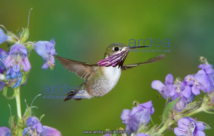 : Calliope Hummingbird : Calliope Hummingbird