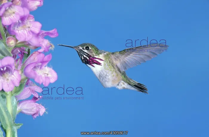 : Calliope Hummingbird : Calliope Hummingbird