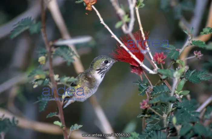 : Calliope Hummingbird feeding : Calliope Hummingbird feeding