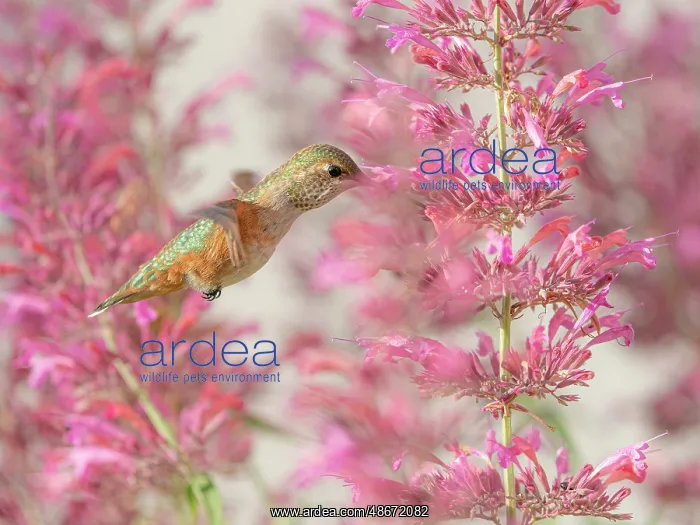  : Calliope hummingbird feeding on agastache flowers, New