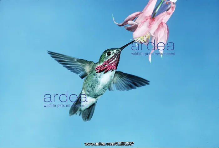 : CALLIOPE HUMMINGBIRD - in flight at flower : CALLIOPE HUMMINGBIRD - in flight at flower