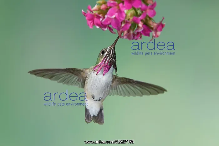 : Calliope Hummingbird - male - in flight feeding at flower : Calliope Hummingbird - male - in flight feeding at flower