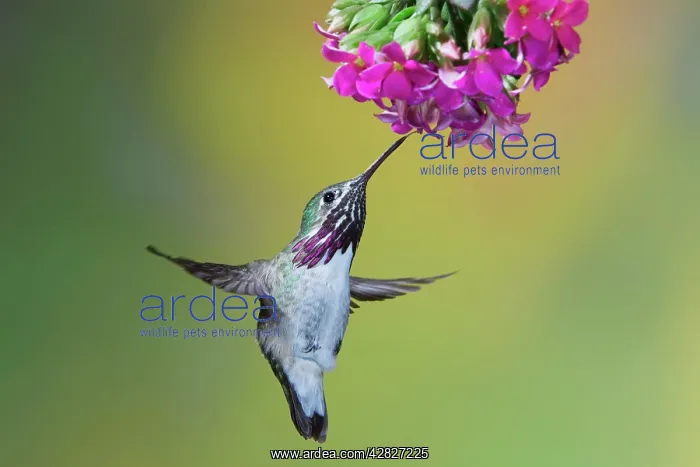 : Calliope Hummingbird - male - in flight feeding at flower : Calliope Hummingbird - male - in flight feeding at flower