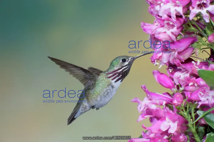 : Calliope Hummingbird - male - in flight at Penstemon flower : Calliope Hummingbird - male - in flight at Penstemon flower