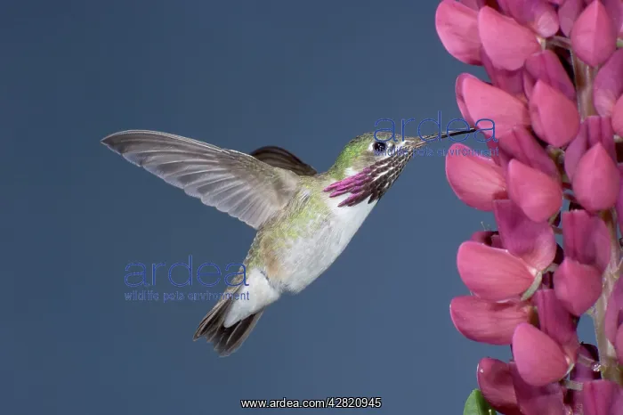 : Calliope Hummingbird - male at Lupine flower : Calliope Hummingbird - male at Lupine flower