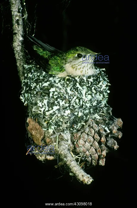 : Calliope Hummingbird in Nest : Calliope Hummingbird in Nest