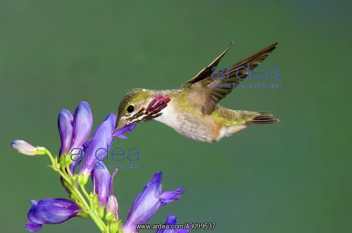 : Calliope Hummingbird (Stellula calliope) : Calliope Hummingbird (Stellula calliope)