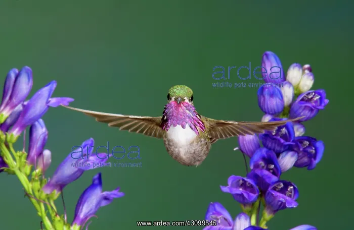 : Calliope Hummingbird (Stellula calliope) : Calliope Hummingbird (Stellula calliope)