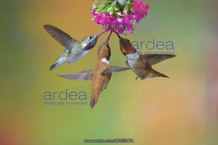 : Calliope Hummingbird (Stellula calliope), and Rufous : Calliope Hummingbird (Stellula calliope), and Rufous