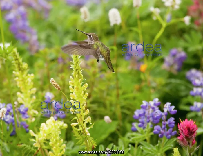 : Calliope Hummingbird - visiting louseworts : Calliope Hummingbird - visiting louseworts