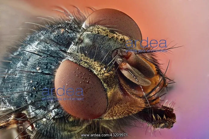 : Calliphora vicina or blue bottle fly, takes its : Calliphora vicina or blue bottle fly, takes its