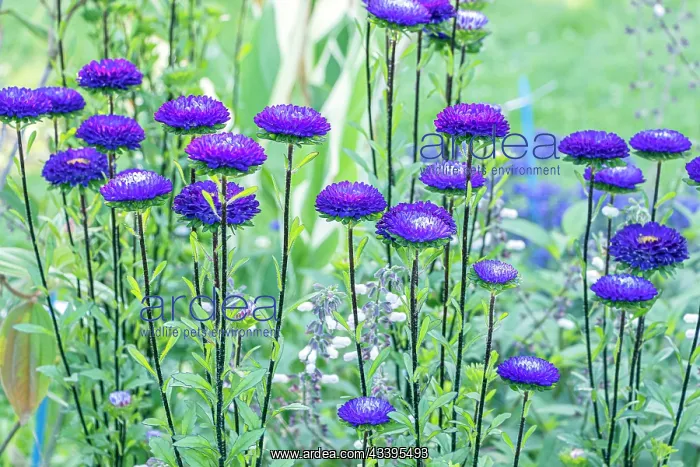 : Callistephus chinensis Matsumoto, flowers : Callistephus chinensis Matsumoto, flowers