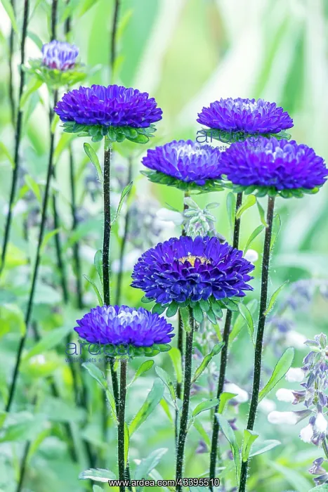: Callistephus chinensis Matsumoto, flowers : Callistephus chinensis Matsumoto, flowers