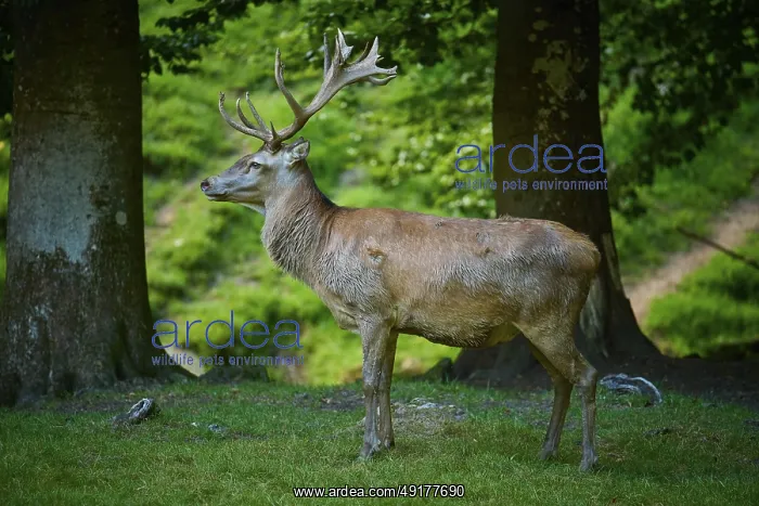 : A calm deer surrounded by trees in a green landscape : A calm deer surrounded by trees in a green landscape