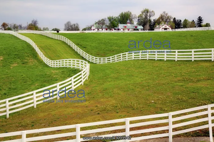 : Calumet Horse Farm : Calumet Horse Farm