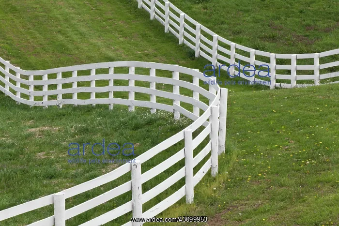 : Calumet Horse Farm : Calumet Horse Farm