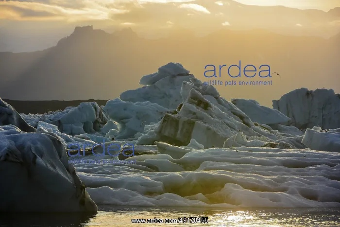 : Calved icebergs, glacial lake, Jokularson : Calved icebergs, glacial lake, Jokularson