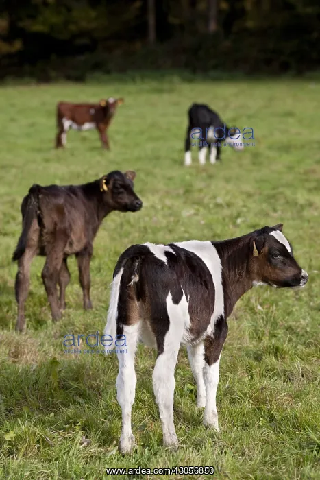 : Calves of different breeds in a meadow in the United Kingdom : Calves of different breeds in a meadow in the United Kingdom