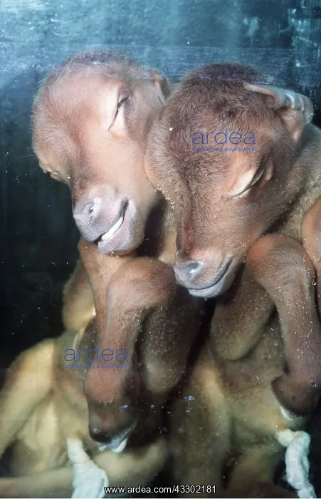 : CALVES - SIAMESE TWINS : CALVES - SIAMESE TWINS