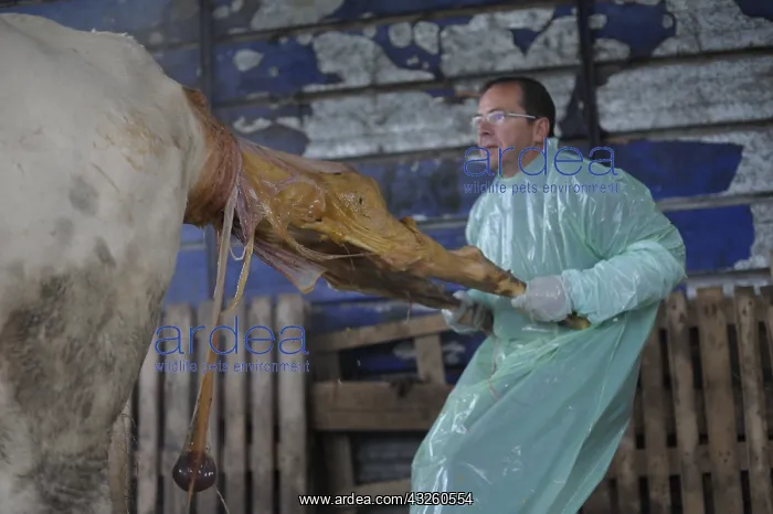 : Calving of a calf born dead by a veterinarian France : Calving of a calf born dead by a veterinarian France