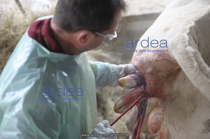 : Calving of a calf born dead by a veterinarian France : Calving of a calf born dead by a veterinarian France
