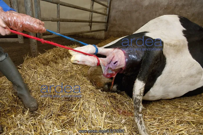 : Calving of a cow barn in Prim's Holstein France : Calving of a cow barn in Prim's Holstein France